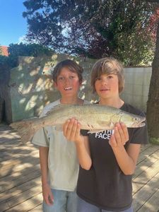 Zander