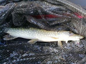 Northern Pike
