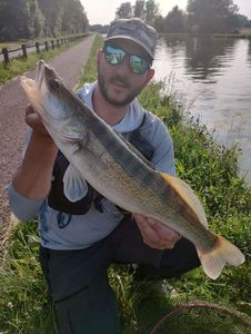 Zander