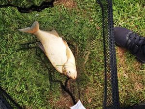 Common Bream