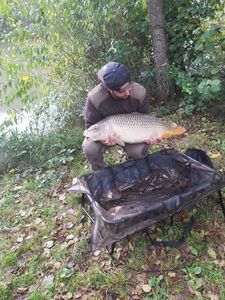 Common Carp