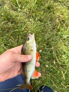 European Perch