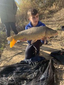 Common Carp