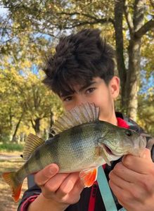 European Perch