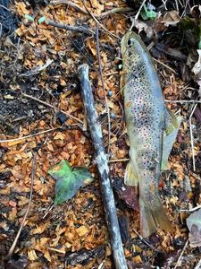 Brown Trout