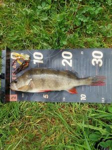 European Perch