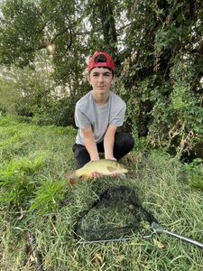 Common Carp