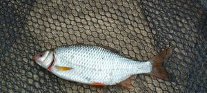 Roach