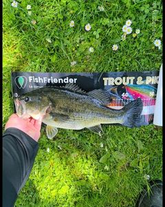 Largemouth Bass