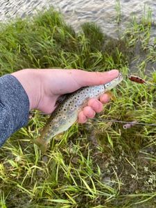 Brown Trout