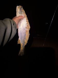 European Bass (Seabass)