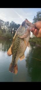 Largemouth Bass