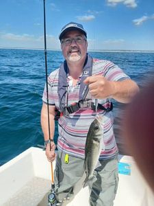 European Bass (Seabass)