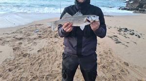 European Bass (Seabass)