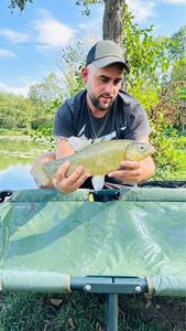 Tench
