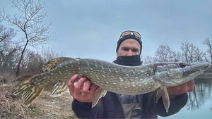 Northern Pike