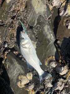 European Bass (Seabass)