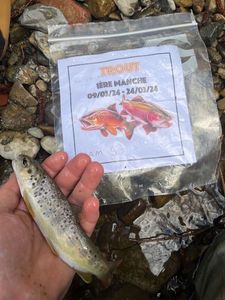 Brown Trout