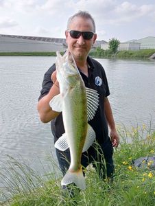 Zander