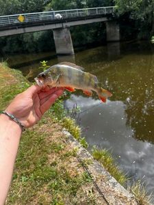 European Perch