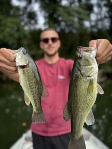 Largemouth Bass