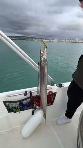 Largehead Hairtail
