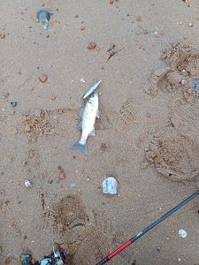 European Bass (Seabass)
