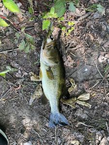 Largemouth Bass