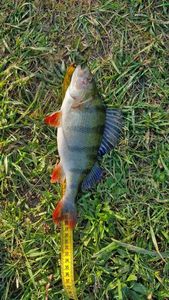 European Perch