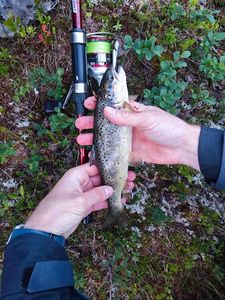 Brown Trout