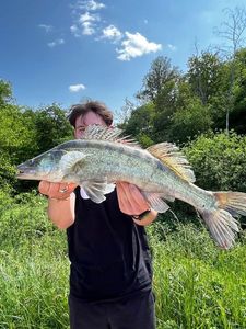 Zander