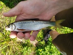Common Dace
