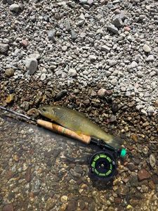 Brown Trout
