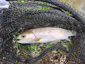 Rainbow Trout