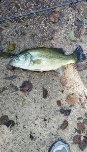 Largemouth Bass