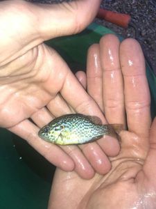 Green Sunfish