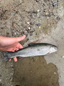 Rainbow Trout