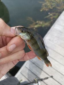 European Perch