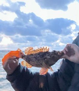 Honeycomb Grouper