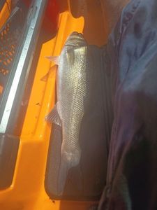 European Bass (Seabass)