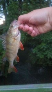 European Perch