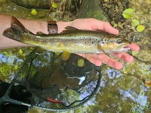 Brown Trout