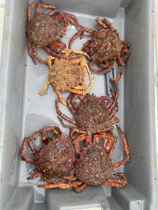 Araignée de Mer Atlantique