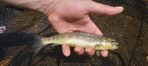 Brown Trout