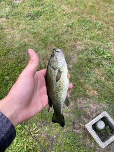 Largemouth Bass