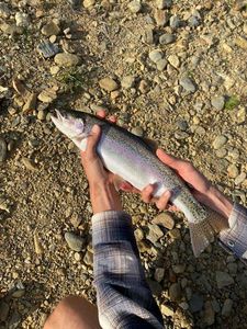 Rainbow Trout