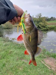 European Perch