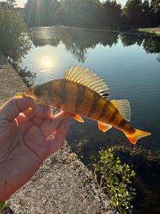 European Perch