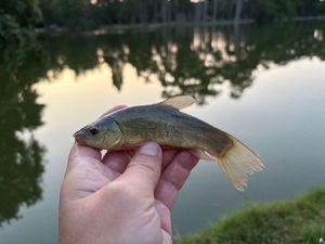 Tench