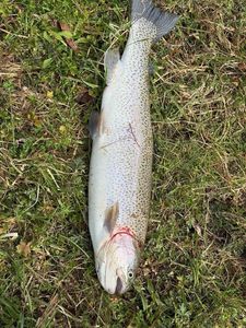 Rainbow Trout